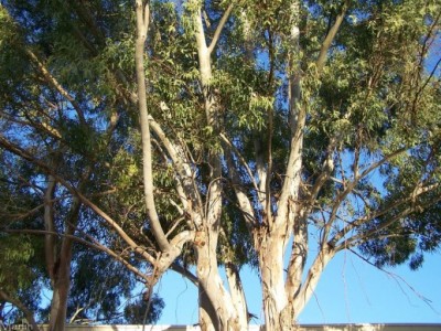 Eucalyptus_globulus